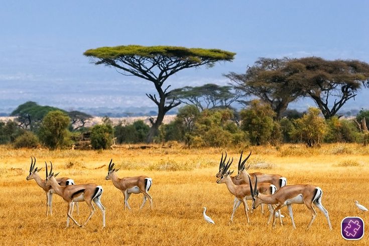 Safari in Africa