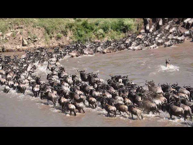 Ngorongoro Crater Safari