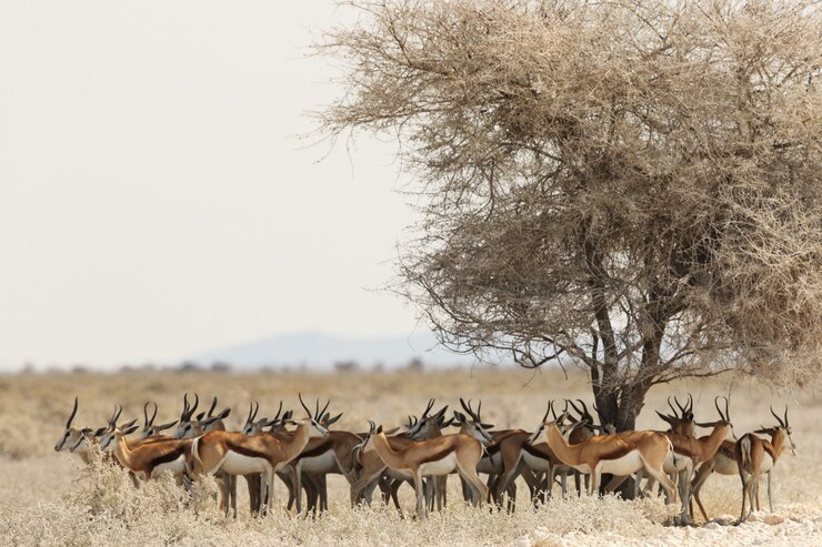 Tarangire National Park Safari