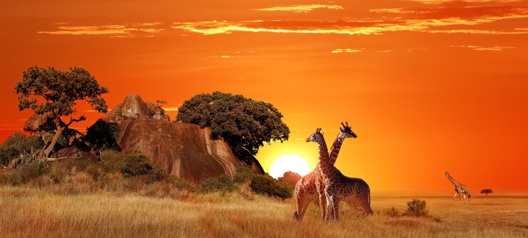 Samburu National Reserve Safari