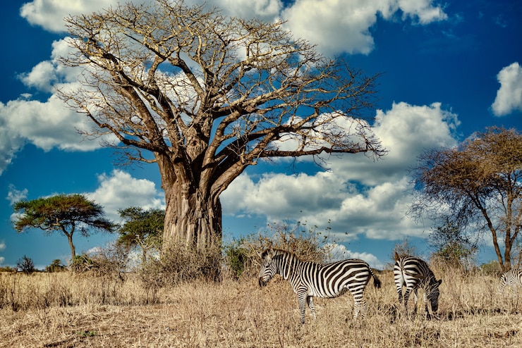 Mikumi National Park Safari