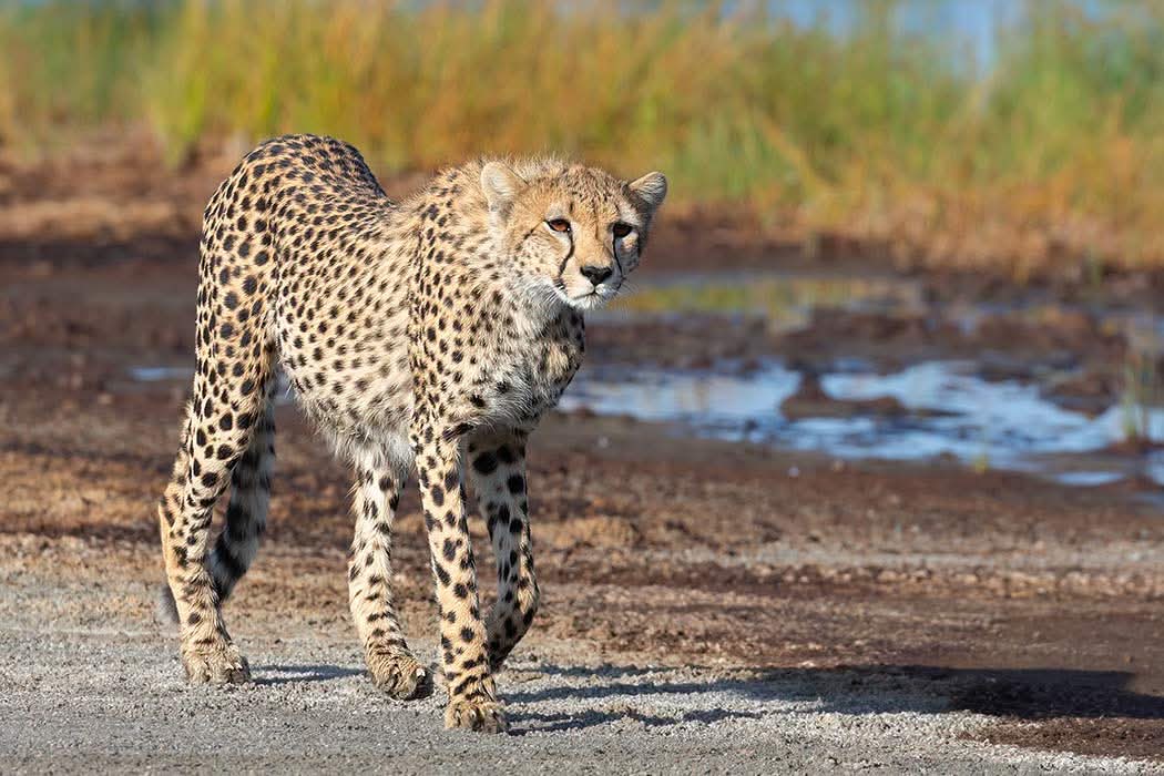 Lemosho Route 8 Days