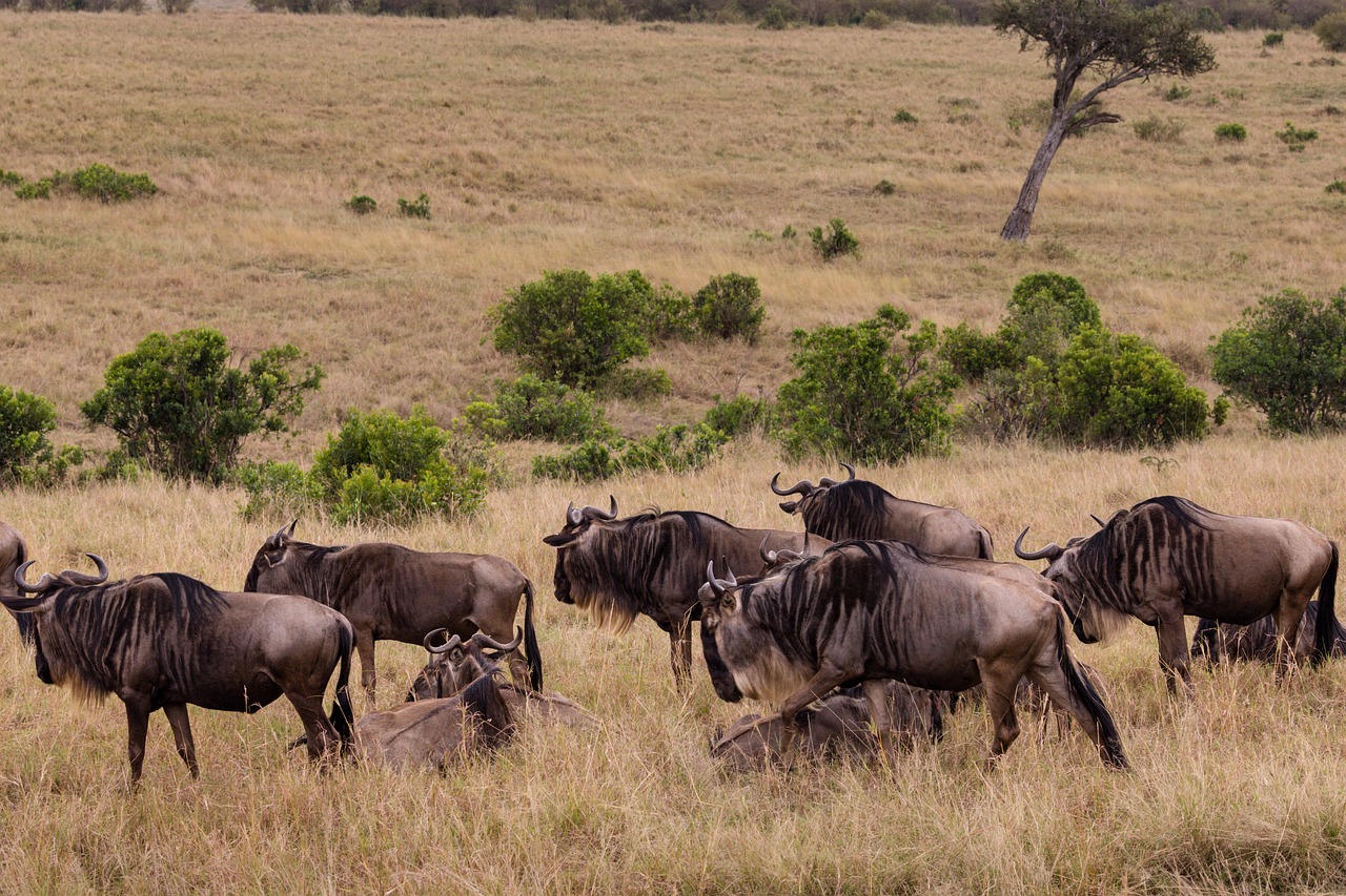 Wildebeest Migration